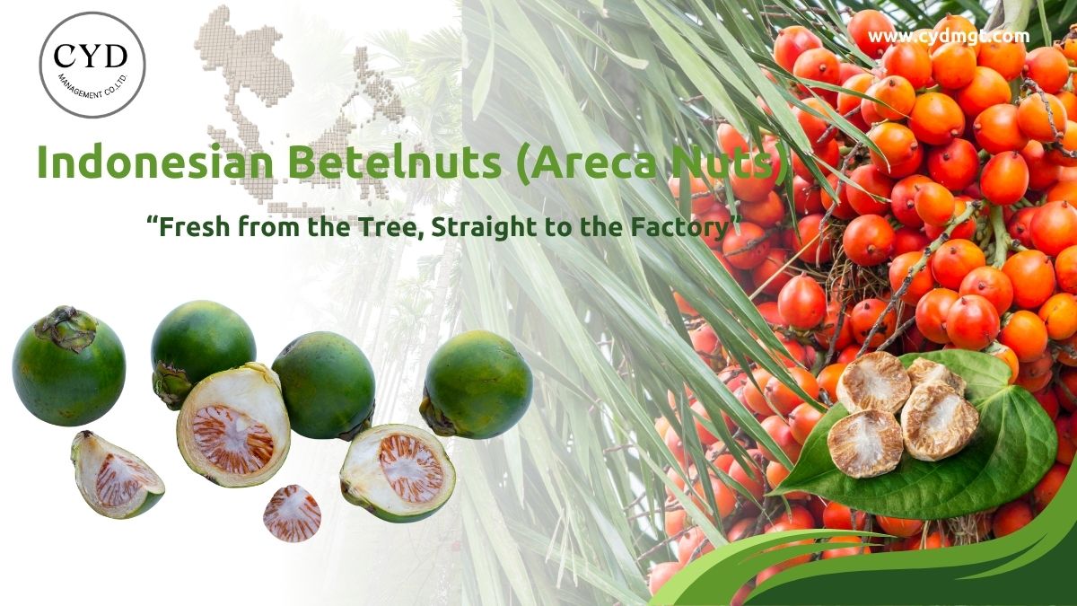 Indonesian Betelnuts หรือหมากอินโดนีเซีย
